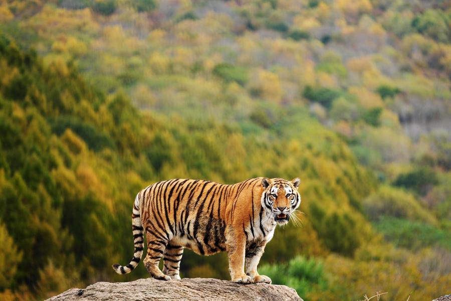 ส่อง 'เสือน้อยเล่นซน เสือใหญ่พุงย้อย' ในเฮยหลงเจียง