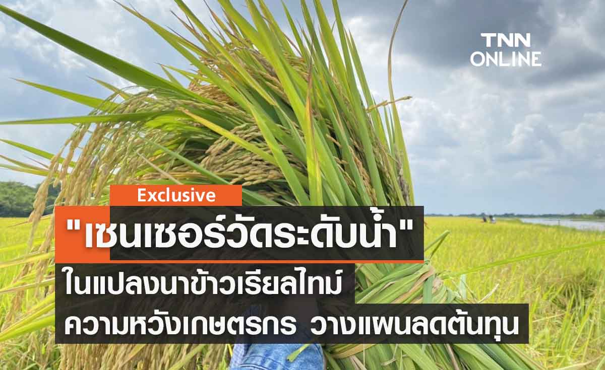 "เซนเซอร์วัดระดับน้ำ" ในแปลงนาข้าวเรียลไทม์ ความหวังเกษตรกรไทย