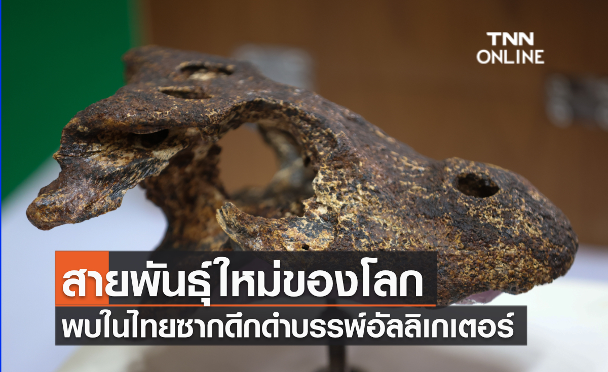สายพันธุ์ใหม่ของโลก พบในไทยซากดึกดำบรรพ์อัลลิเกเตอร์