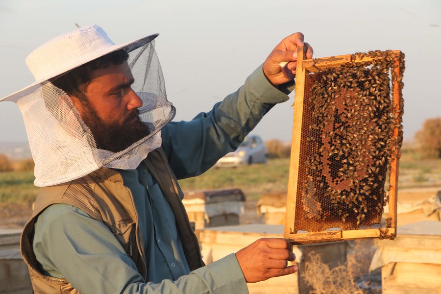 Asia Album : ธุรกิจ 'เลี้ยงผึ้ง' ผลิตน้ำหวาน เพิ่มรายได้เกษตรกรอัฟกัน