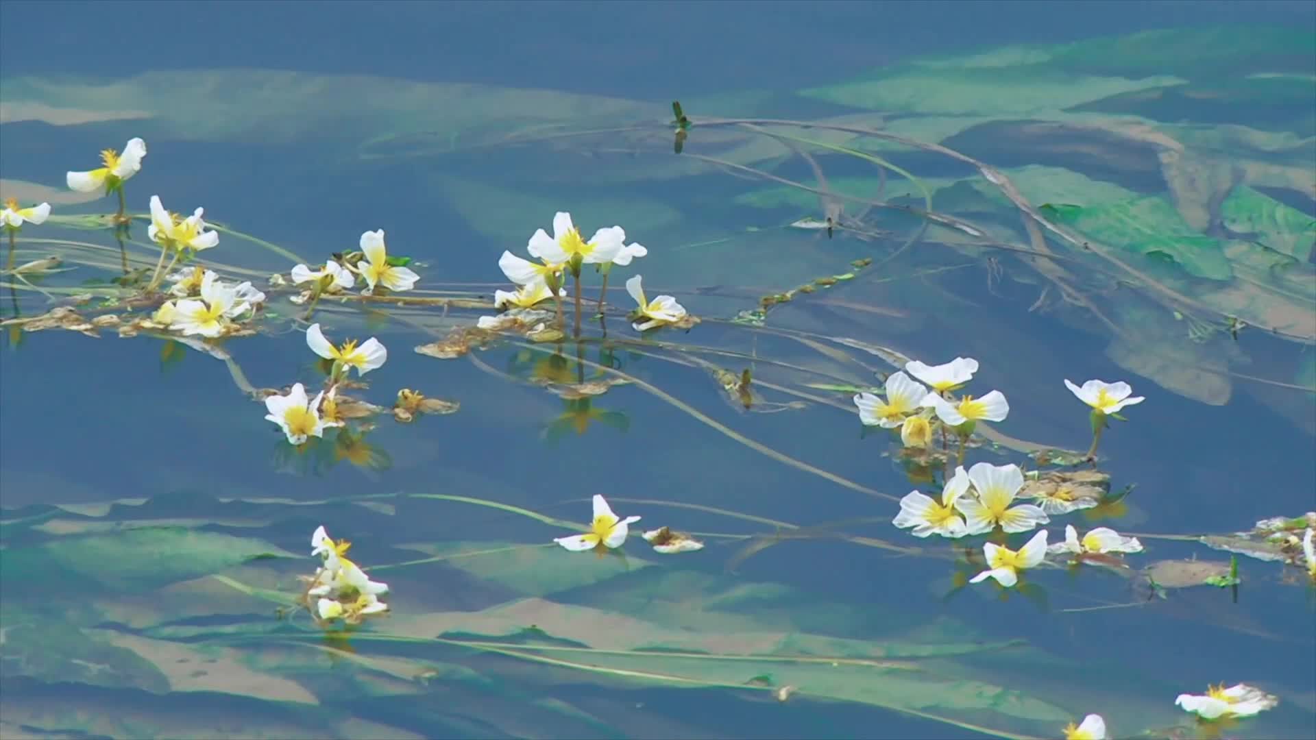 'ไห่ไช่ฮวา' ดอกไม้หายากของจีน บานสะพรั่งในแม่น้ำเฉิงเจียง