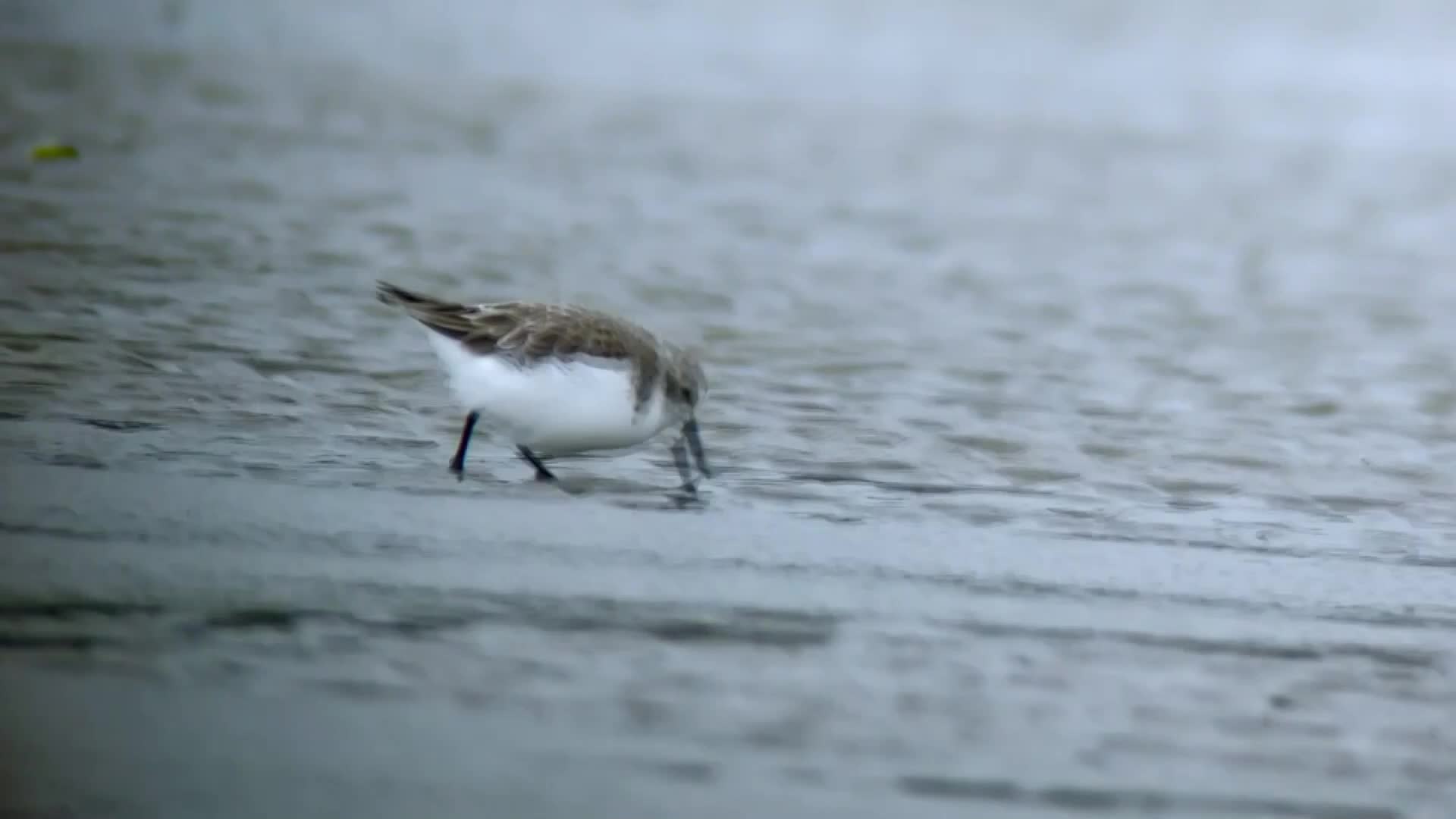 เมืองในจีนพบ 'นกอพยพ' หายาก พักหลบหนาวริมทะเล