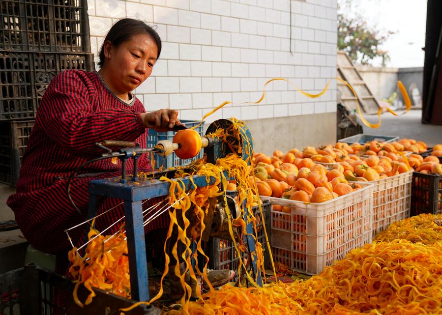 เกษตรกรจีนเก็บ 'ลูกพลับ' สีสดแปรรูปส่งขาย
