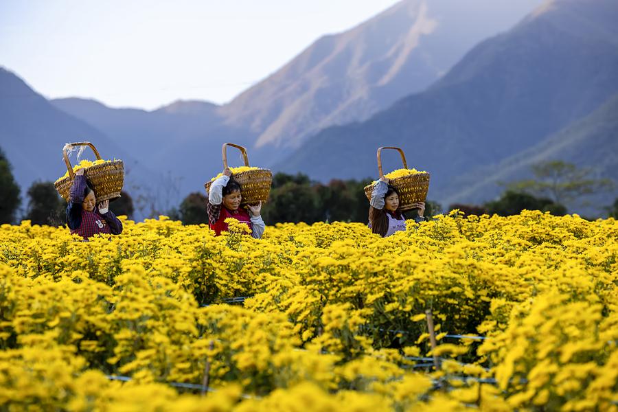 เกษตรกรจีนเก็บเกี่ยว 'ดอกเก๊กฮวย' สีเหลืองสดใส
