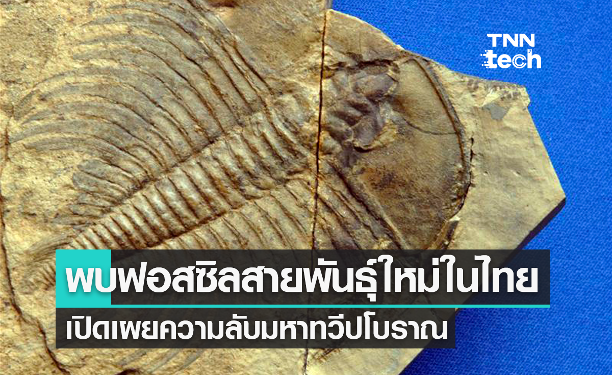 พบฟอสซิลสายพันธุ์ใหม่ในไทย เปิดเผยความลับมหาทวีปโบราณ