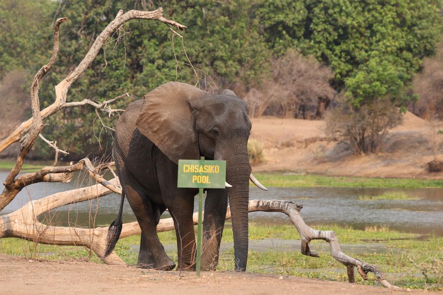 IFAW เผย 'ช้าง' ตายในซิมบับเวอย่างน้อย 100 ตัว เซ่นพิษ 'เอลนีโญ'