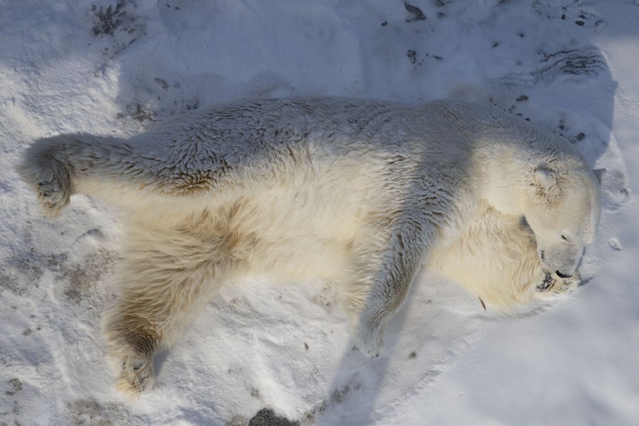 นักวิทย์จีนพัฒนาเส้นใยทอผ้า แรงบันดาลใจจากขนหมีขั้วโลก
