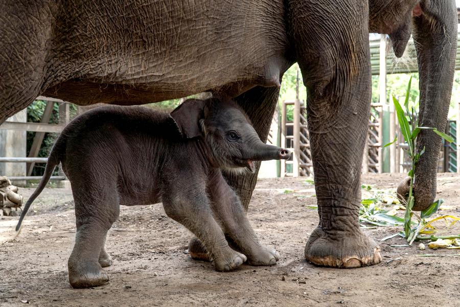 น่ารักน่าเอ็นดู 'ลูกช้างสุมาตรา' เกิดใหม่ในบาหลี