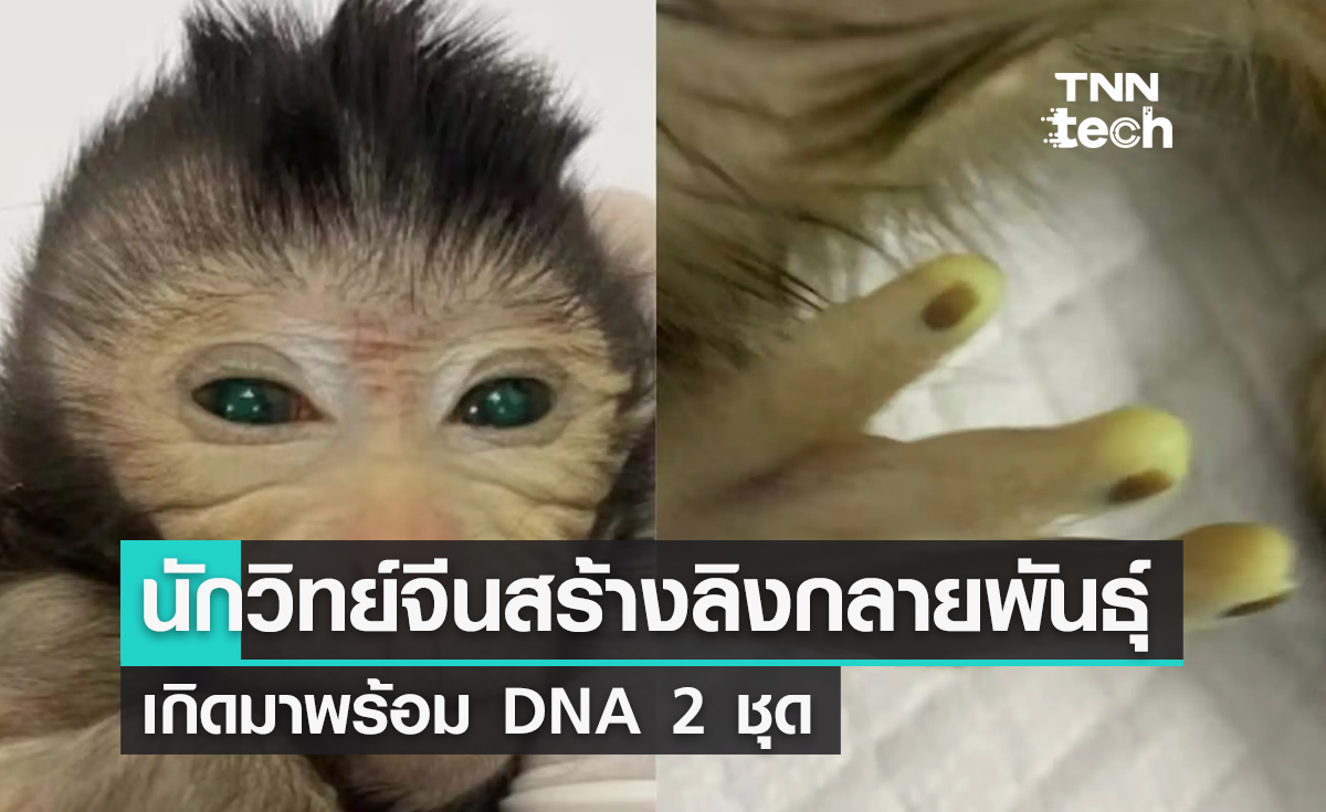 นักวิทย์จีนสร้างลิงกลายพันธุ์ เกิดมาพร้อม DNA 2 ชุด