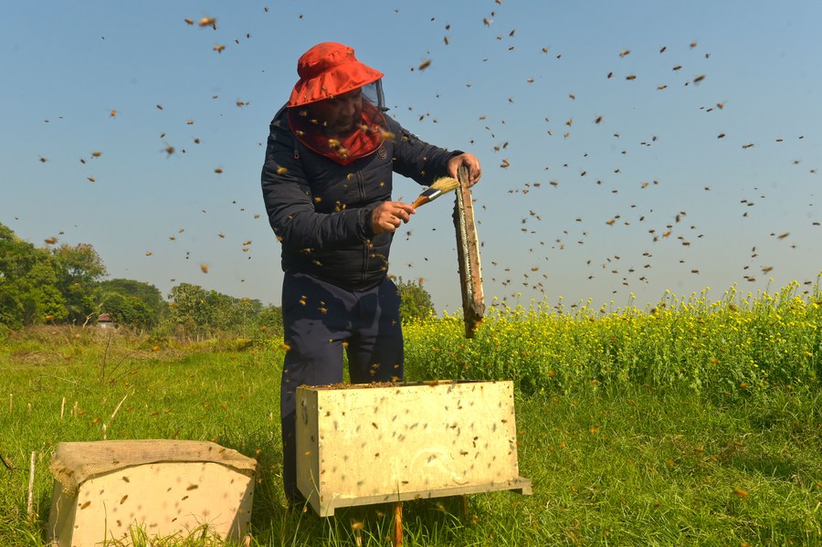 Asia Album : งานเก็บ 'น้ำผึ้ง' กลางทุ่งดอกมัสตาร์ดในบังกลาเทศ