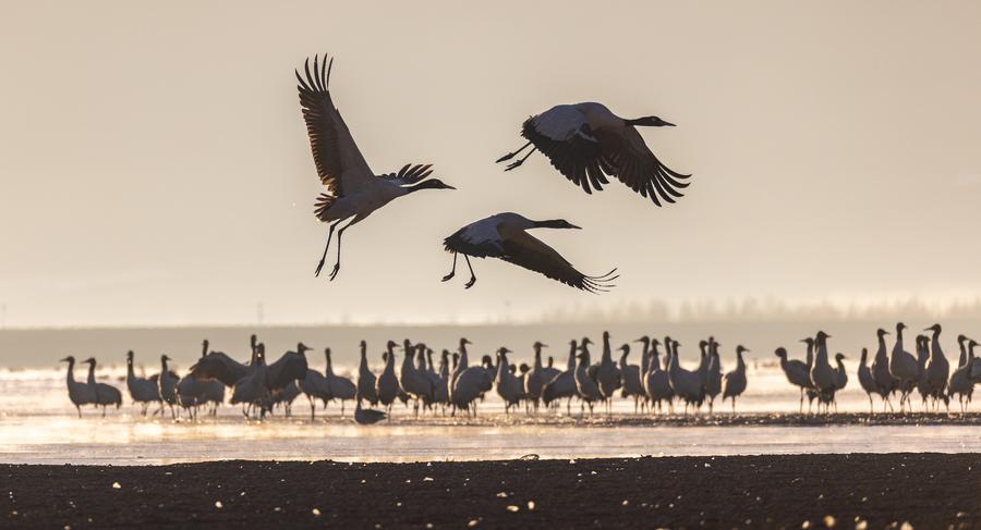 หมู่มวล 'นกกระเรียนคอดำ' ริมอ่างเก็บน้ำแดนหลังคาโลก