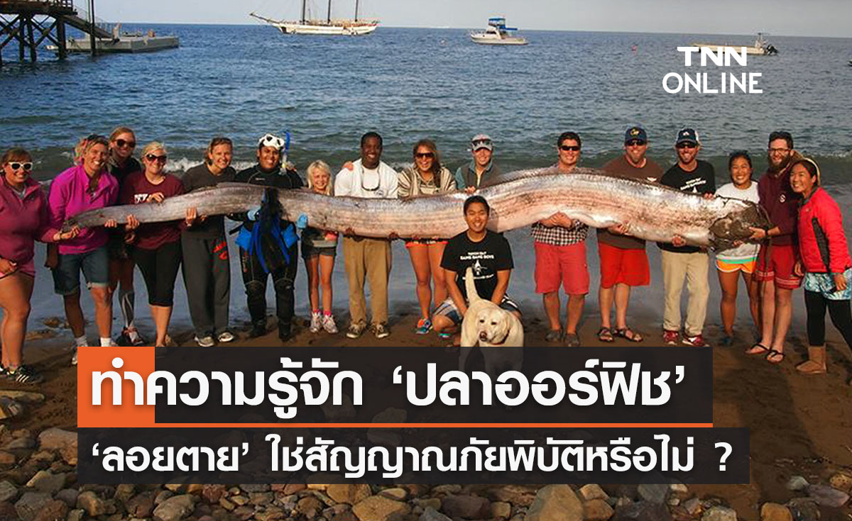 ทำความรู้จัก ‘ปลาออร์ฟิช ’ พบลอยตายบนทะเลไทย สัญญาณภัยพิบัติจริงหรือ?