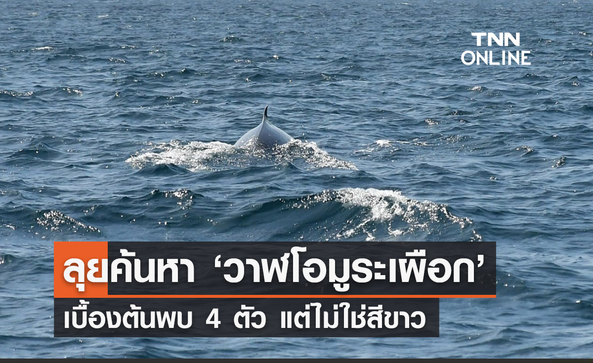 จนท. เดินหน้าค้นหา ‘วาฬโอมูระเผือก’ พบ 4 ตัว แต่ไม่ใช่สีขาว