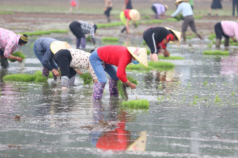 ธุรกิจ 'ท่องเที่ยวเชิงเกษตร' ในเจียงซู โกยรายได้ทะลุ 1 แสนล้านหยวนครั้งแรก