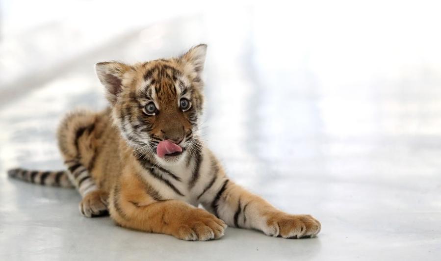 ฝูเจี้ยนต้อนรับ 'ลูกเสือโคร่งจีนใต้' สัตว์ใกล้สูญพันธุ์ จำนวน 3 ตัว
