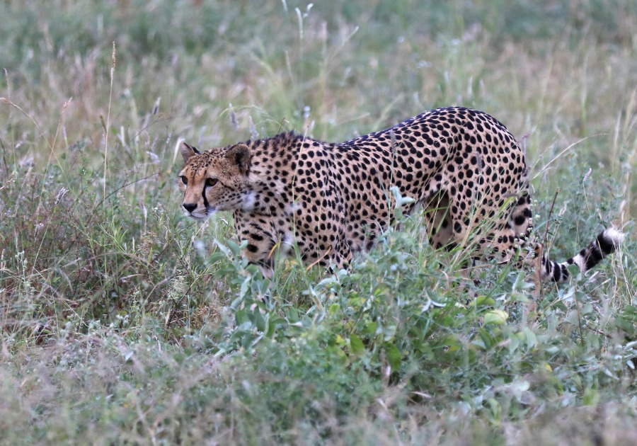 ส่อง 'สัตว์เจ้าถิ่น' เขตอนุรักษ์แห่งชาติในเคนยา