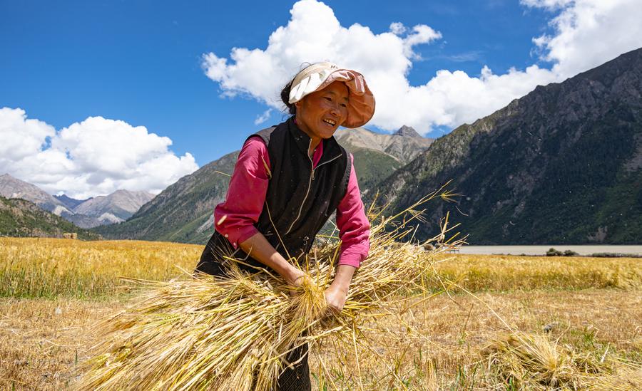 ผลผลิต 'ธัญพืช' ในทิเบต ปี 2023 สูงแตะ 1.09 ล้านตัน