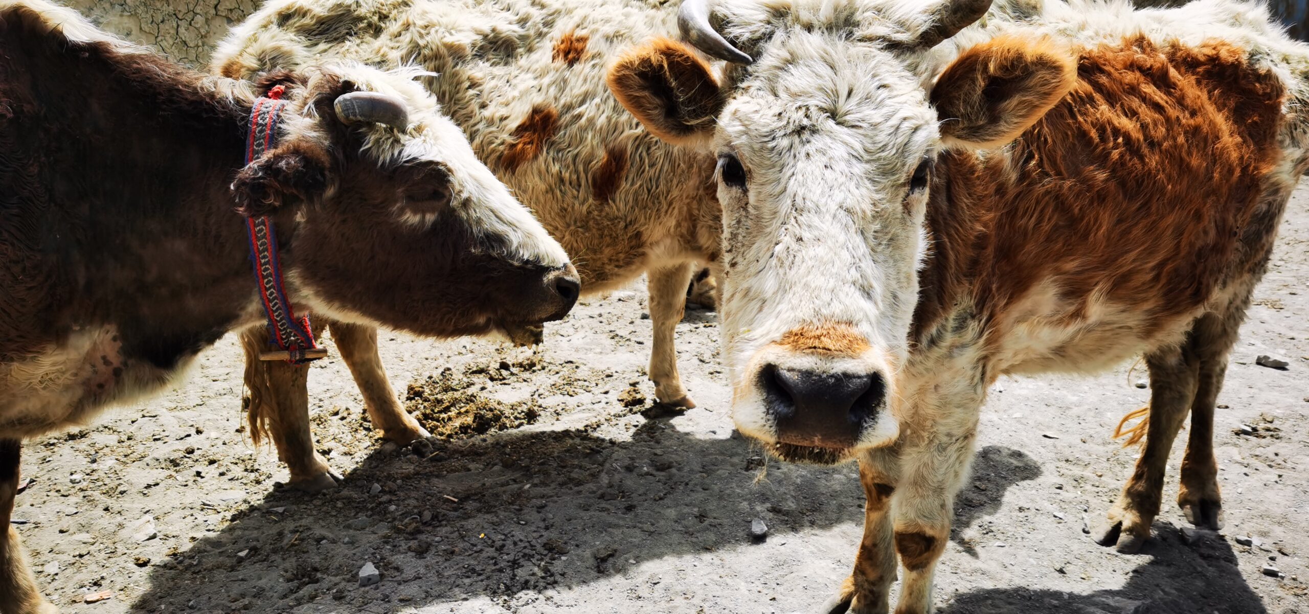 จีนยืนยันโคลน 'วัวทิเบต' ใกล้สูญพันธุ์สำเร็จครั้งแรกในโลก