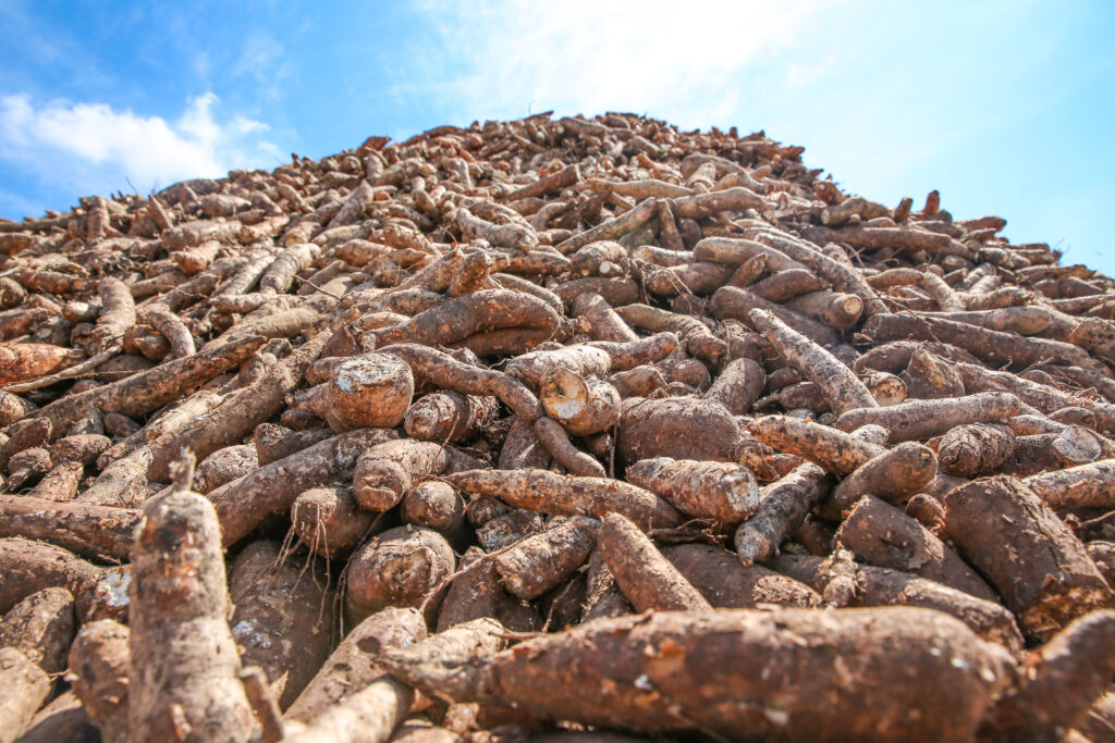 เวียดนามส่งออก 'มันสำปะหลัง' เพิ่มขึ้นกว่า 369% ในเดือนม.ค.