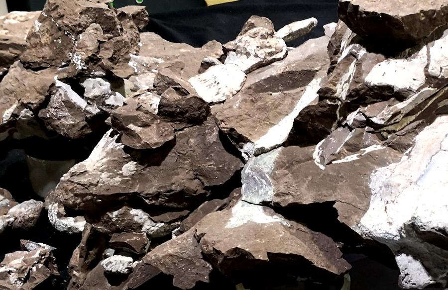 จีนพบฟอสซิล 'ไดโนเสาร์หุ้มเกราะ' สายพันธุ์ใหม่ในเจียงซี