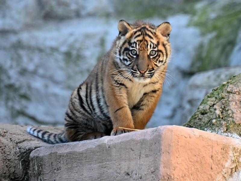 สวนสัตว์อิตาลีโชว์ตัว 'ลูกเสือโคร่งสุมาตรา' ครั้งแรก