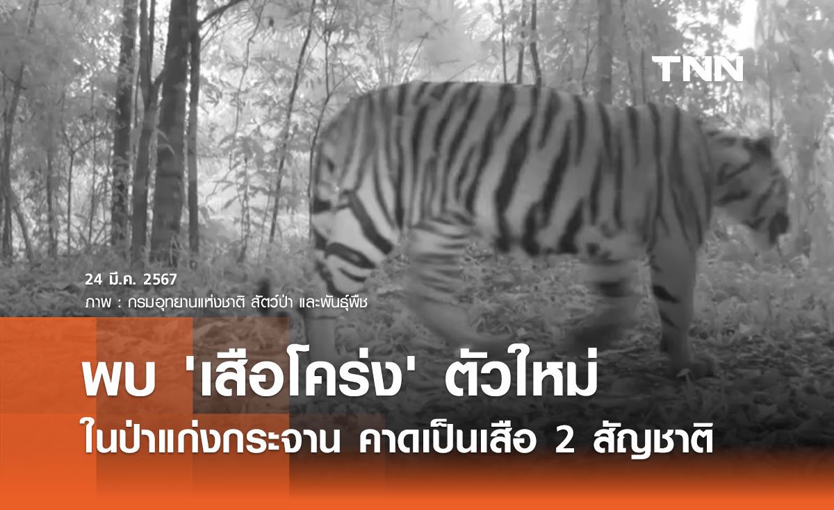 พบ 'เสือโคร่ง' ตัวใหม่ในป่าแก่งกระจาน คาดเป็นเสือ 2 สัญชาติ