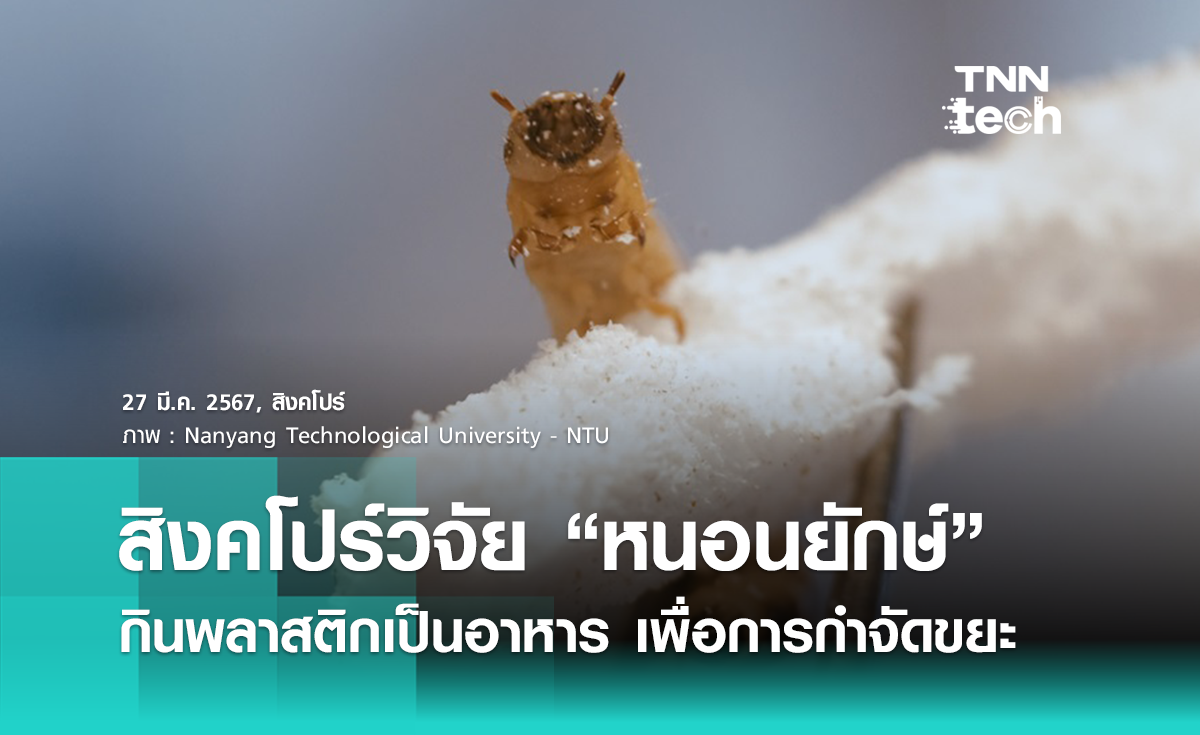 สิงคโปร์วิจัยหนอนยักษ์  “Superworm” กินพลาสติกเป็นอาหาร เพื่อการกำจัดขยะแนวใหม่