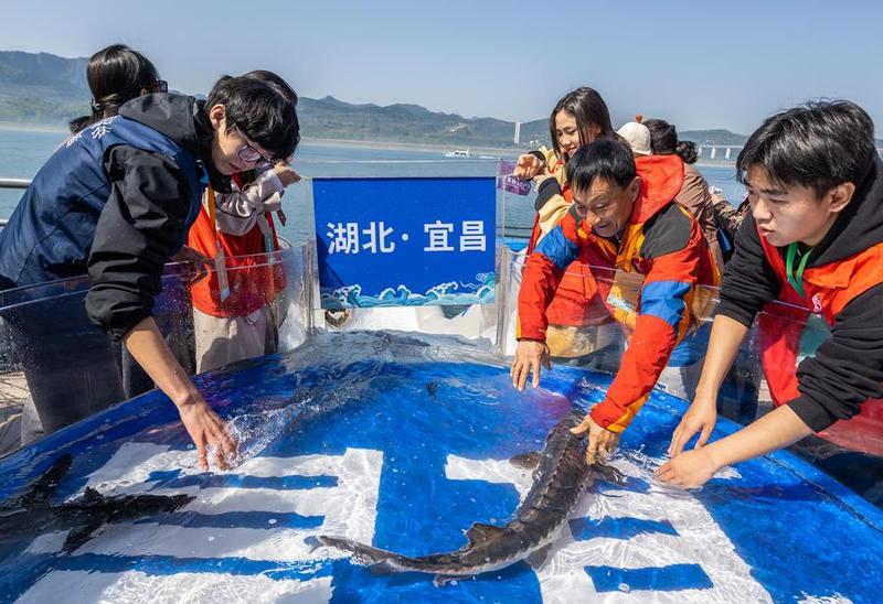 จีนปล่อย 'ปลาสเตอร์เจียน' กว่า 2 แสนตัวลงแม่น้ำแยงซี