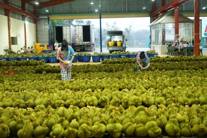 เวียดนามส่งออกผักผลไม้โตแกร่ง คาดปลูก 'ทุเรียน' ป้อนตลาดนอกเพิ่มขึ้น