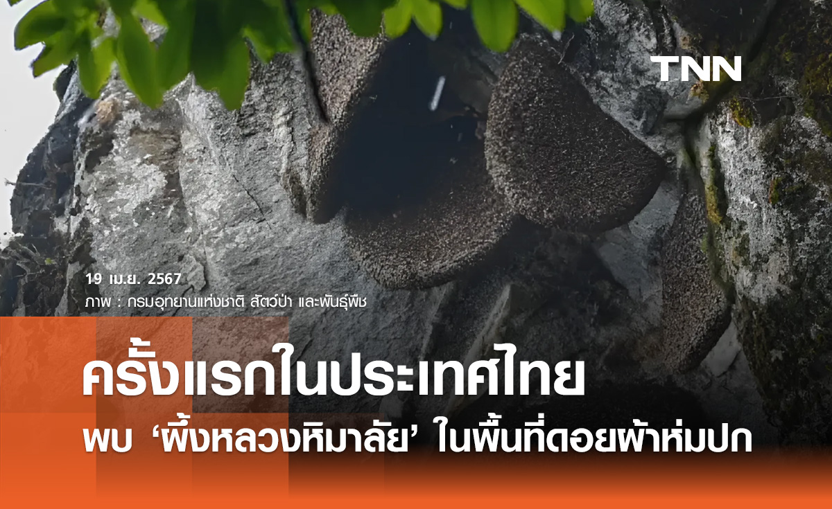 ครั้งแรกในไทย! กรมอุทยานแห่งชาติสัตว์ป่าฯ แถลงพบ "ผึ้งหลวงหิมาลัย"