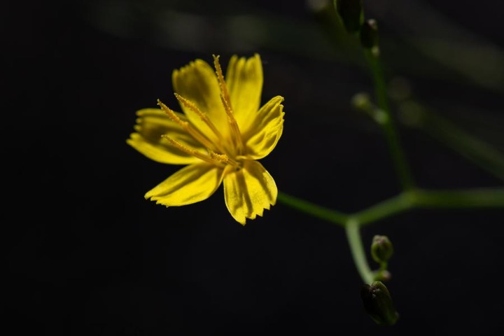 จีนพบดอกไม้วงศ์ 'ทานตะวัน' พันธุ์ใหม่ สีเหลืองสด ขนาดเล็กจิ๋ว