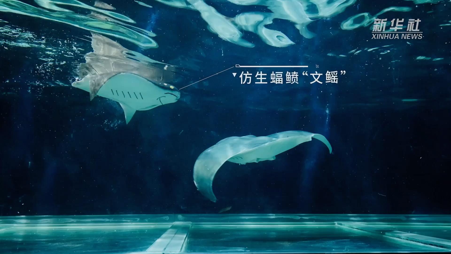 เซี่ยงไฮ้เผยโฉม 'หุ่นยนต์เลียนแบบปลากระเบน' ว่ายน้ำพลิ้วไหว ราวมีชีวิต