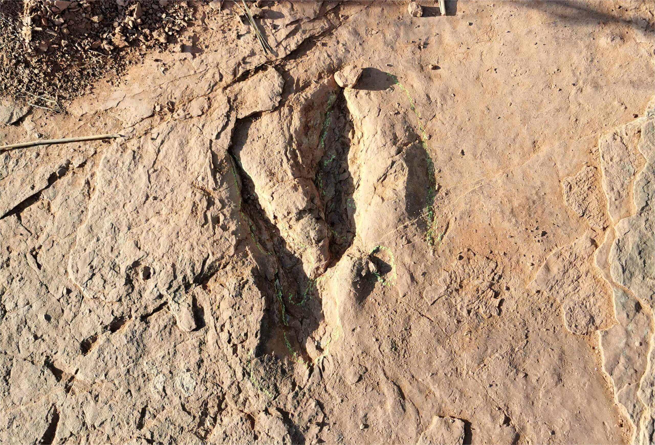 จีนพบรอยเท้า 'ไดโนเสาร์ไดโนนีคัส' ใหญ่สุดในโลกในฝูเจี้ยน