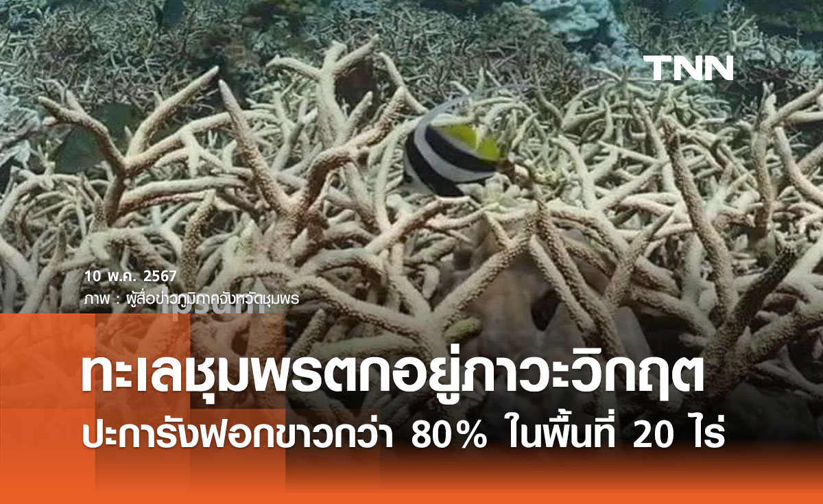 ทะเลชุมพรวิกฤต!  ‘ปะการังฟอกขาว’ 80% ในพื้นที่กว่า 20 ไร่