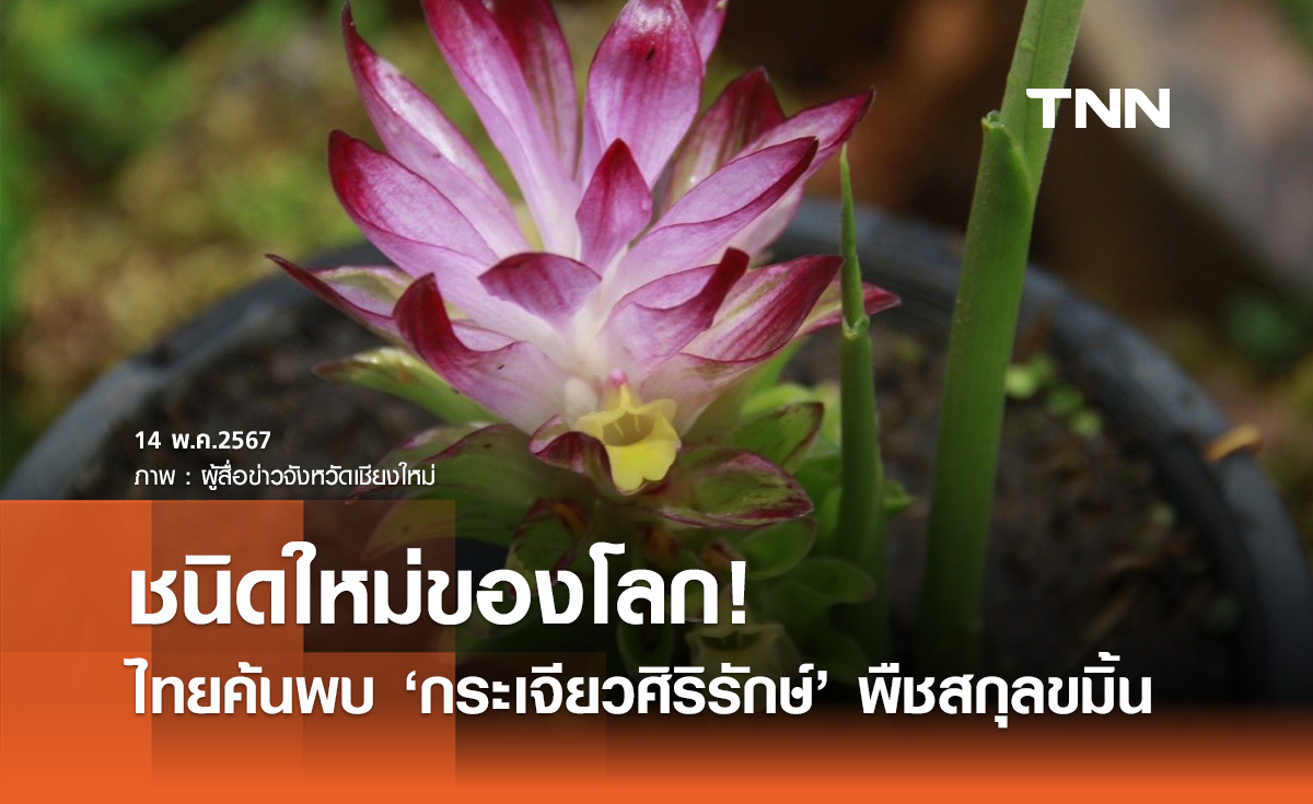 นักวิจัยไทยค้นพบ "กระเจียวศิริรักษ์" พืชสกุลขมิ้น ชนิดใหม่ของโลก