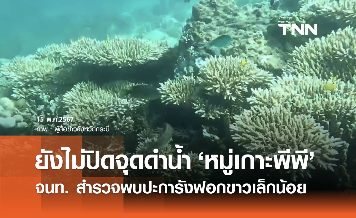 ดำน้ำหมู่เกาะพีพี! พบปะการังฟอกขาวเล็กน้อย เปิดให้ท่องเที่ยวตามปกติ