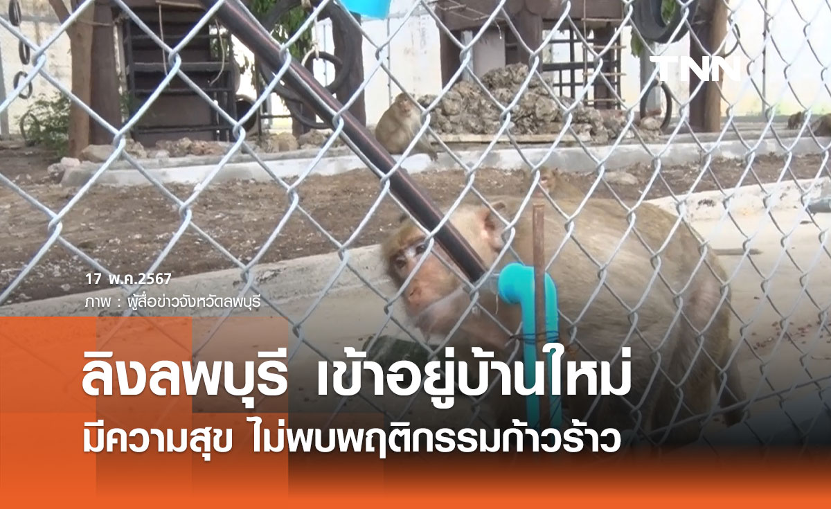 ลิงลพบุรี อยู่บ้านใหม่ผ่านไปวันแรกมีความสุข ไม่พบพฤติกรรมก้าวร้าว