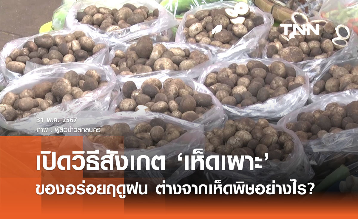 ‘เห็ดถอบ - เห็ดเผาะ’ ของอร่อยประจำฤดูฝนสังเกตอย่างไร ไม่ใช่เห็ดพิษ