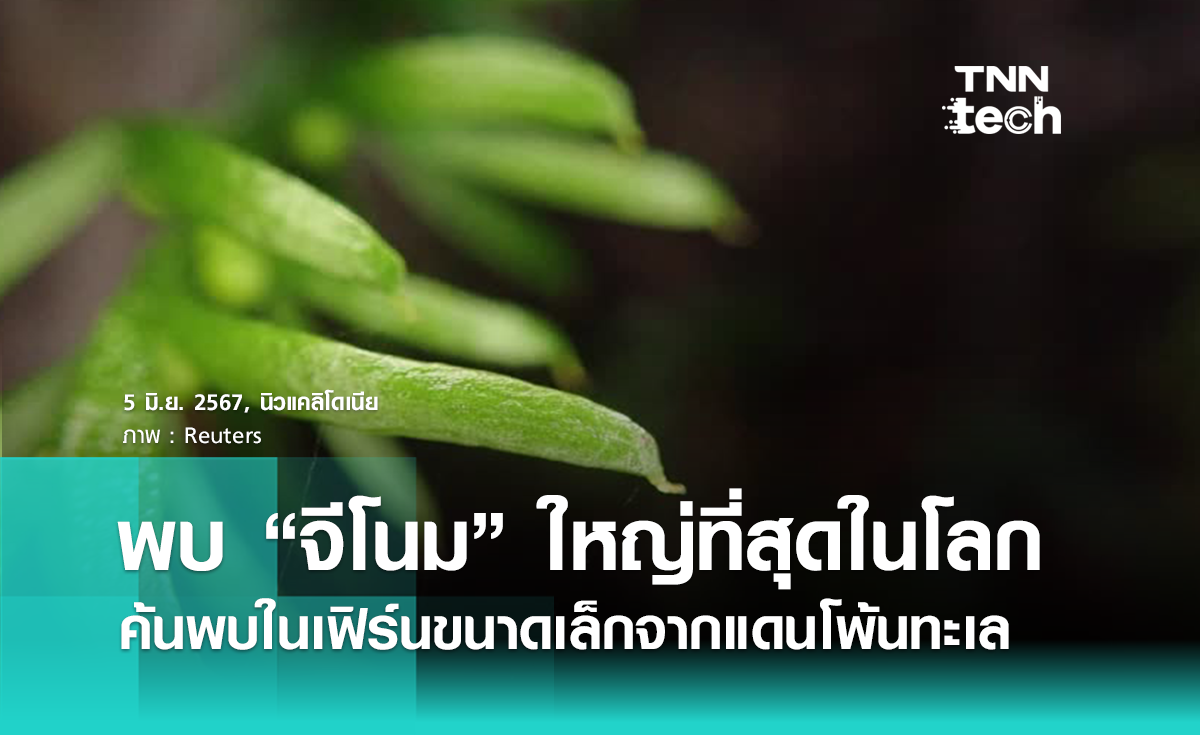 พบ “จีโนม” ที่ใหญ่ที่สุดในโลกในเฟิร์นขนาดเล็กจากดินแดนโพ้นทะเล นิวแคลิโดเนีย