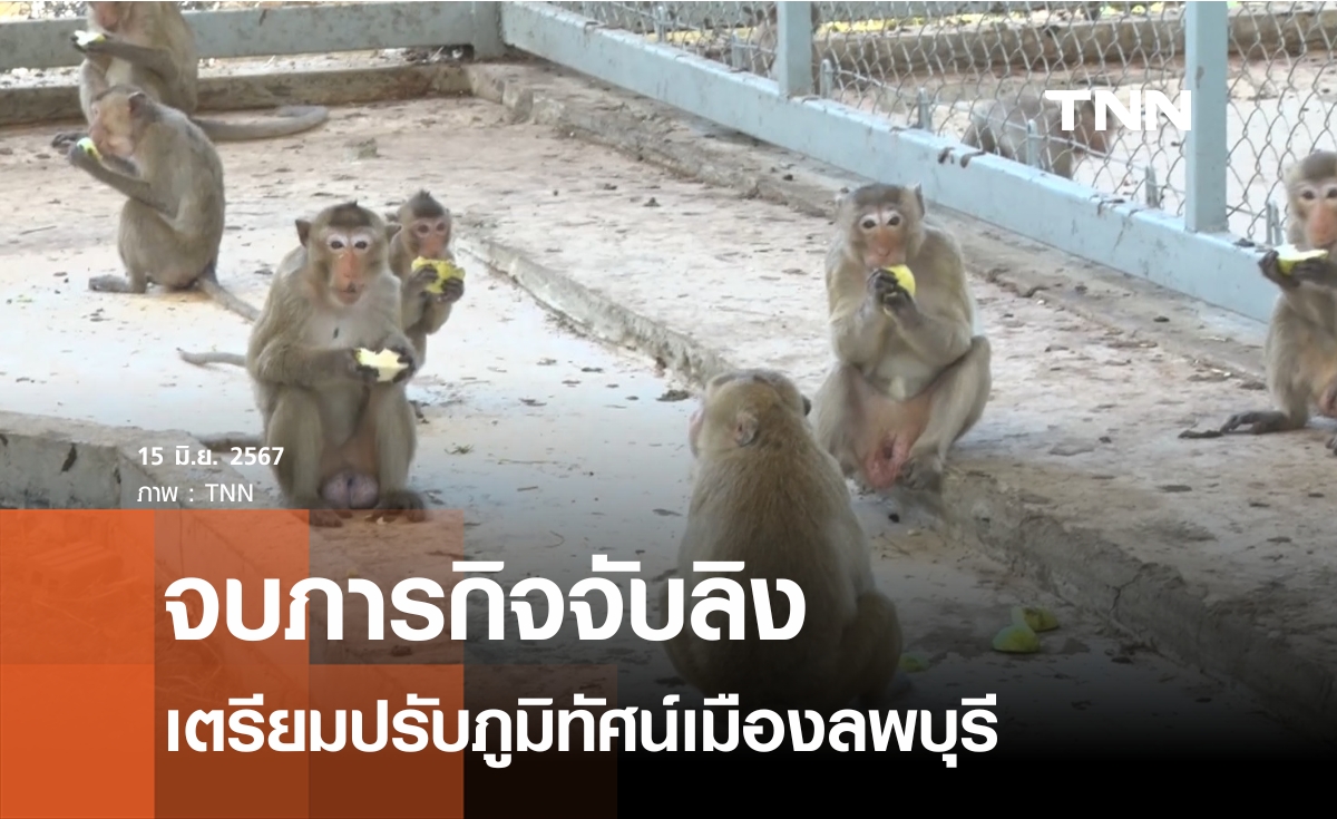 จบภารกิจจับลิงเตรียมปรับภูมิทัศน์เมืองลพบุรี