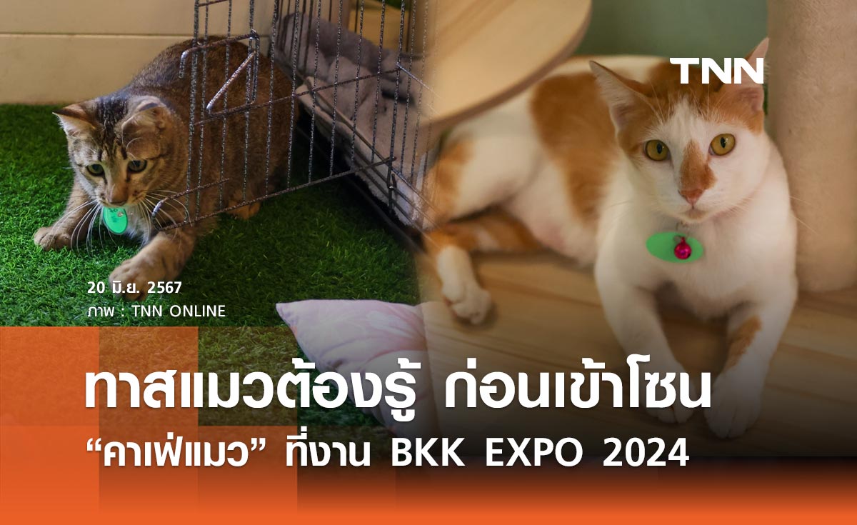 ทาสแมวต้องรู้ เปิดรายละเอียดก่อนเข้าโซน “คาเฟ่แมว” ที่งาน BKK EXPO 2024