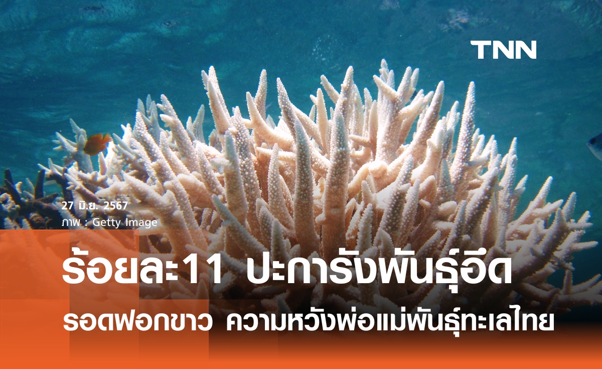 ปะการังร้อยละ 11 รอดการฟอกขาว  ซูเปอร์ฮีโร่สายพันธุ์อึด ความหวังพ่อแม่พันธุ์แห่งทะเลไทย