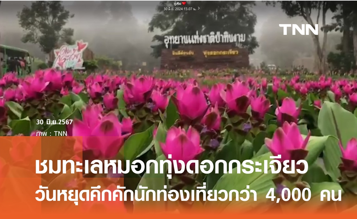 วันหยุดคึกคัก นักท่องเที่ยวกว่า 4,000 คน ชมทะเลหมอกทุ่งดอกกระเจียว