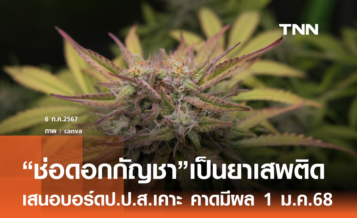 มติบอร์ดยาเสพติดฯให้”ดอกกัญชา“กลับเป็นยาเสพติด คาดมีผล 1 ม.ค.68