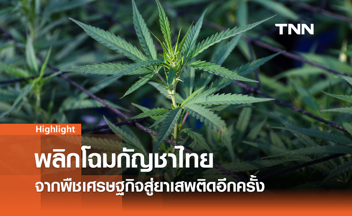 พลิกโฉมกัญชาไทย จากพืชเศรษฐกิจสู่ยาเสพติดอีกครั้ง