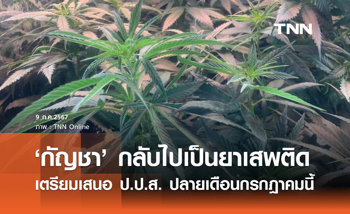 เตรียมเสนอ ป.ป.ส. ให้ "กัญชา" กลับไปเป็นยาเสพติด ปลายกรกฎาคมนี้