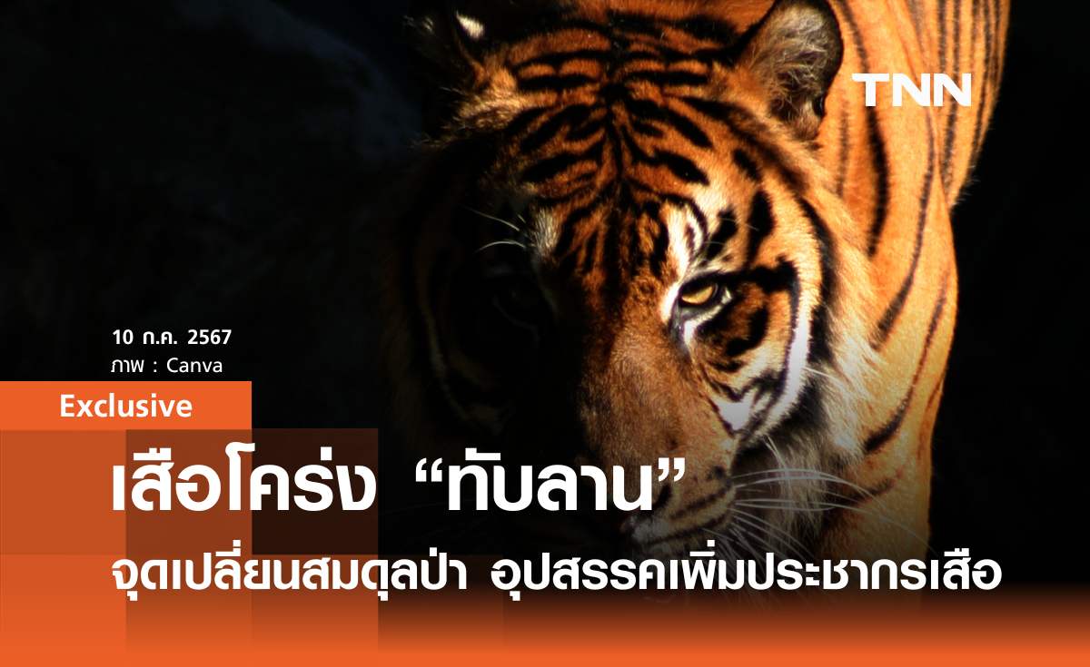 เสือโคร่ง "ทับลาน" จุดเปลี่ยนสมดุลป่า อุปสรรคเพิ่มจำนวนประชากรเสือ