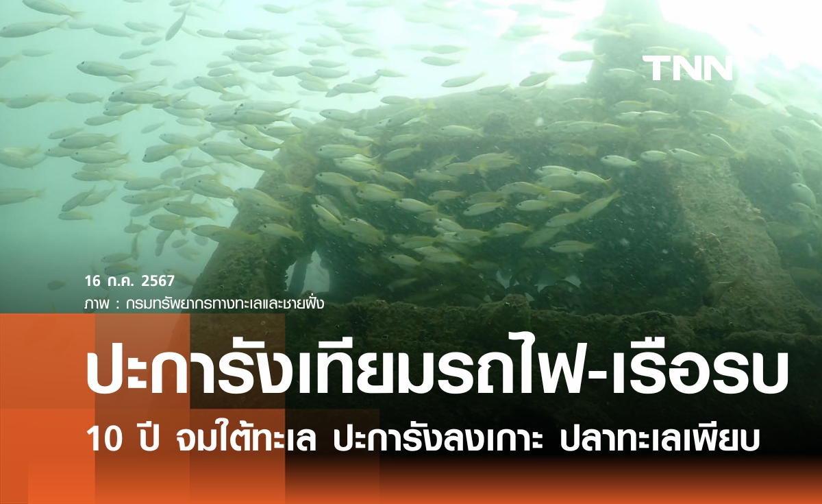 สำรวจปะการังเทียม "ตู้รถไฟ-เรือรบ" 10 ปีใต้ทะเล พบปะการังลงเกาะ ปลาอาศัยเพียบ