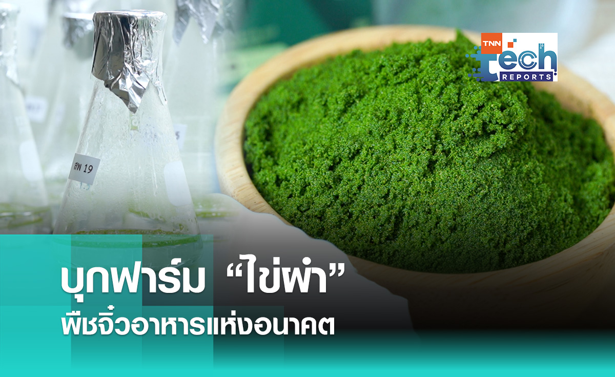 บุกฟาร์ม “ไข่ผำ” พืชจิ๋วอาหารแห่งอนาคต | TNN Tech Reports