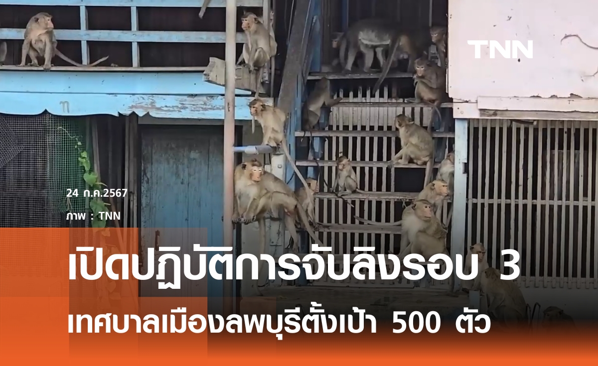 ปฏิบัติการจับลิงรอบ 3 ตั้งเป้า 500 ตัว